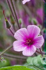 Fleur