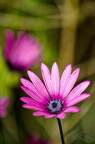 Fleur