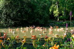 Flamand Rose